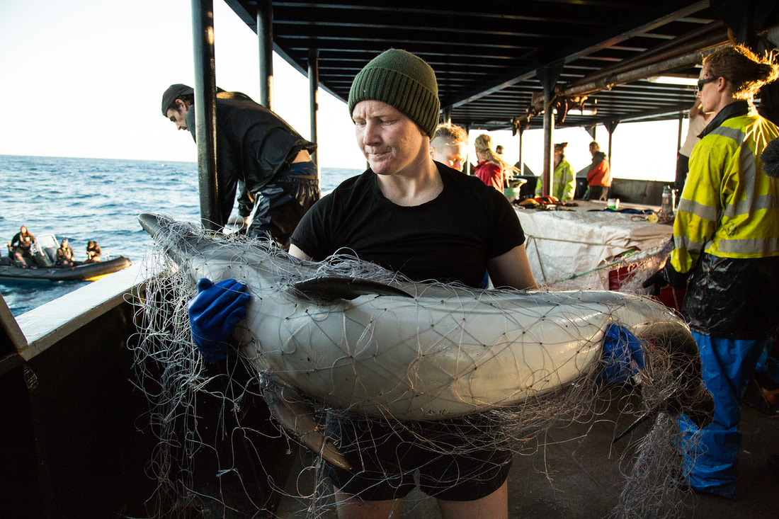 Illegal driftnet - Sea Shepherd - Article writing - StellaWrites