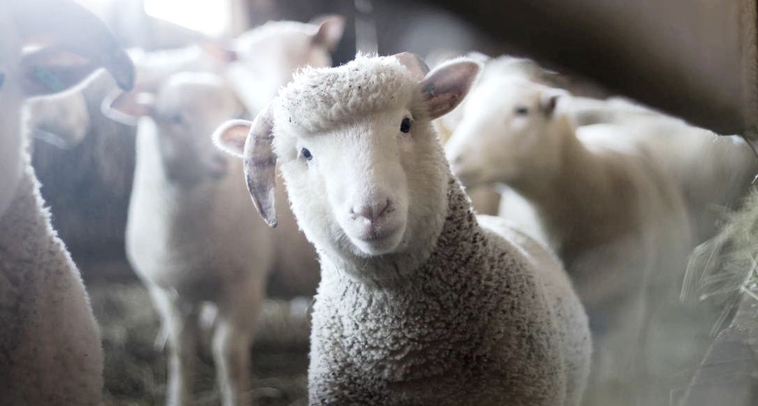 Focus on lamb in herd of sheep in farm barn