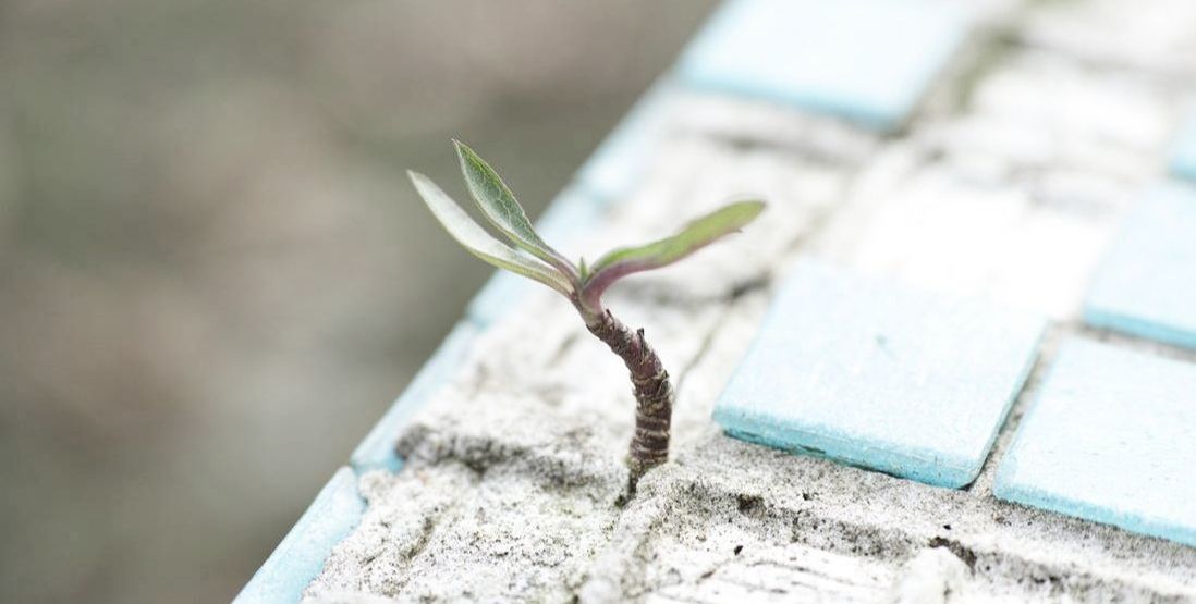 Plant shoot growing - Blog - StellaWrites